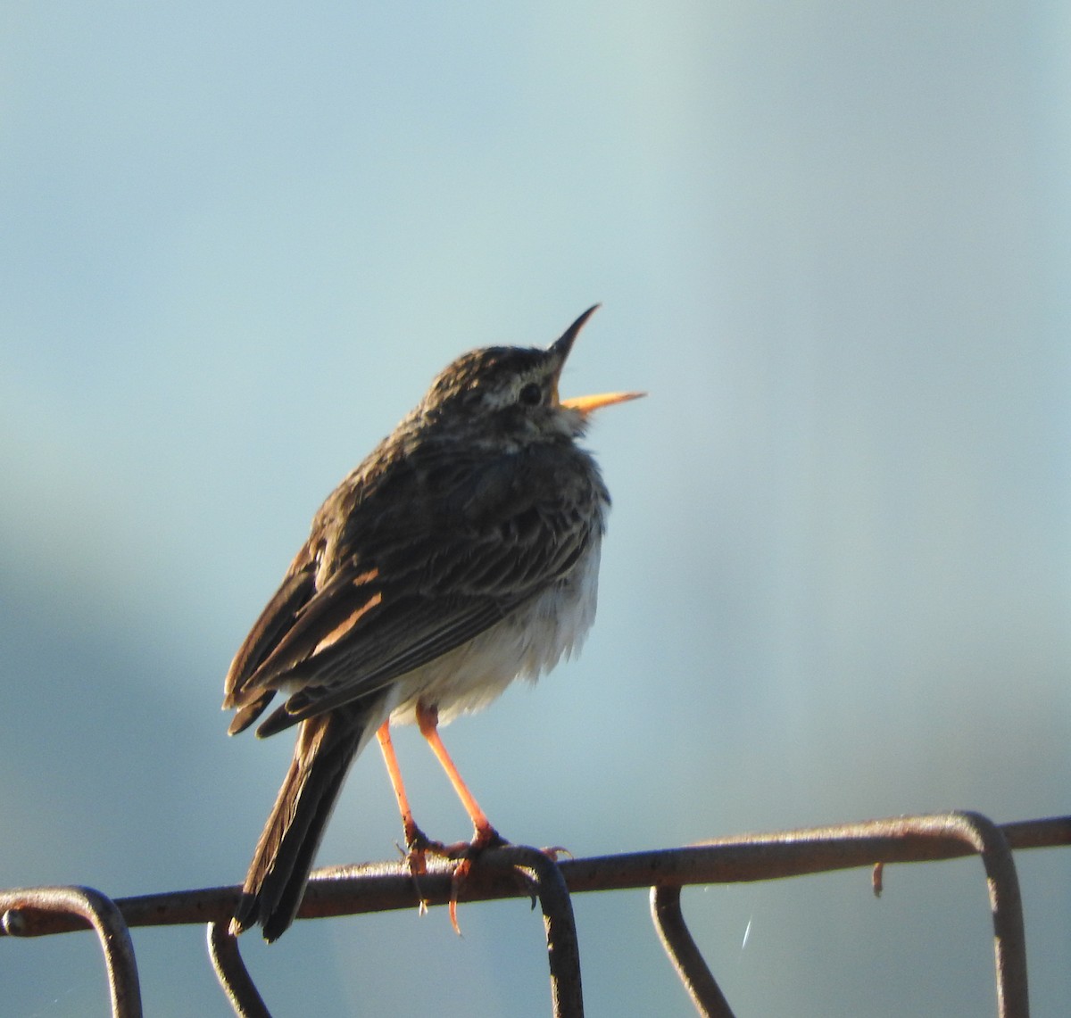 Paddyfield Pipit - Sandy Gayasih