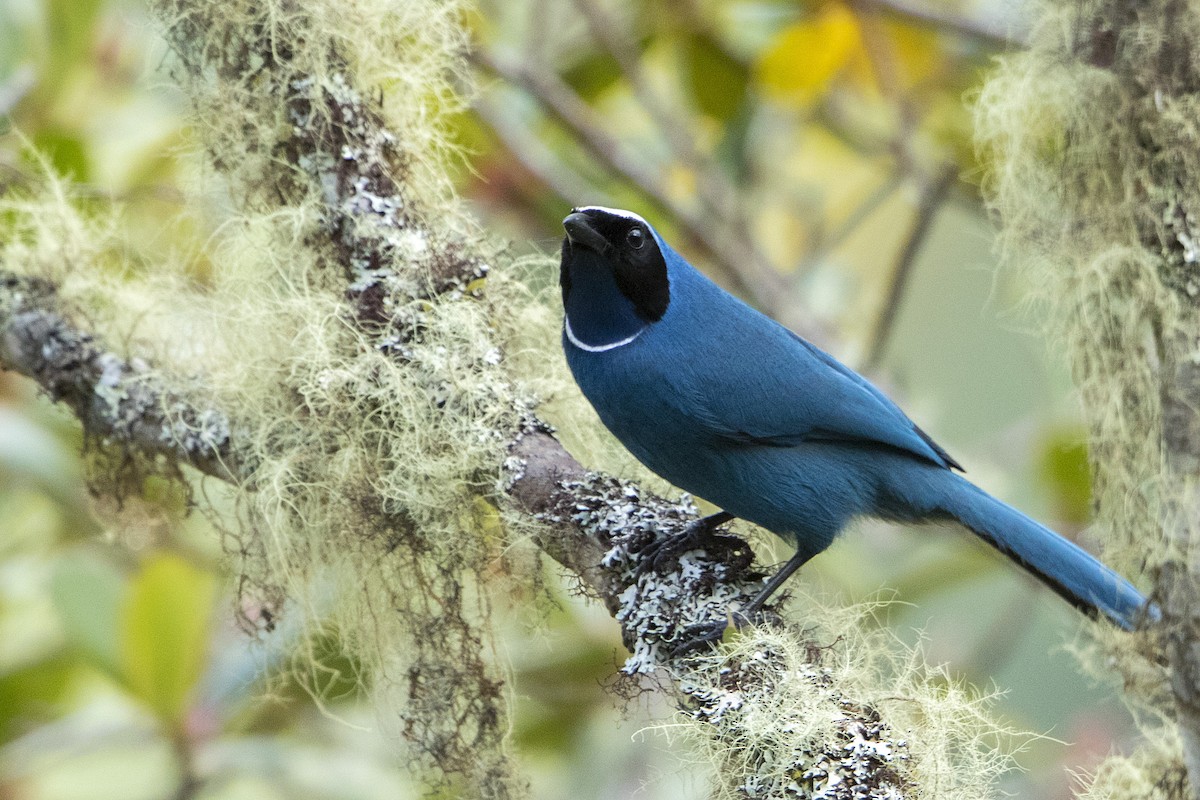 White-collared Jay - Bradley Hacker 🦜