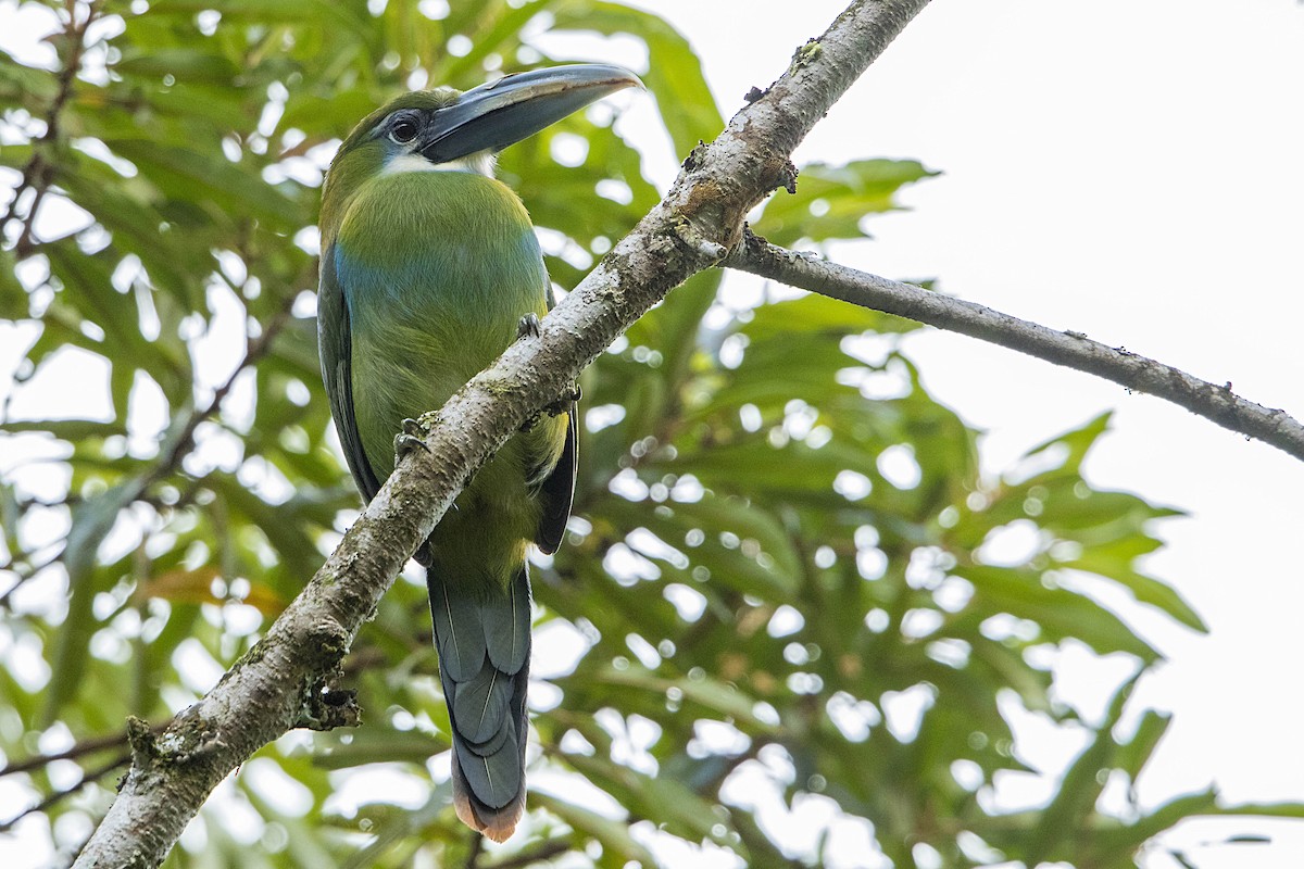 Blue-banded Toucanet - Bradley Hacker 🦜