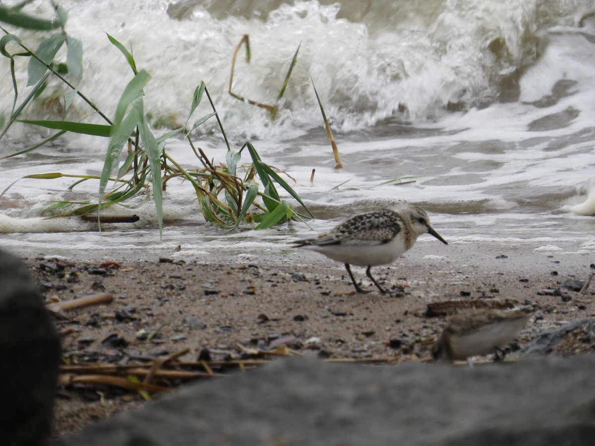 Bécasseau sanderling - ML68128131