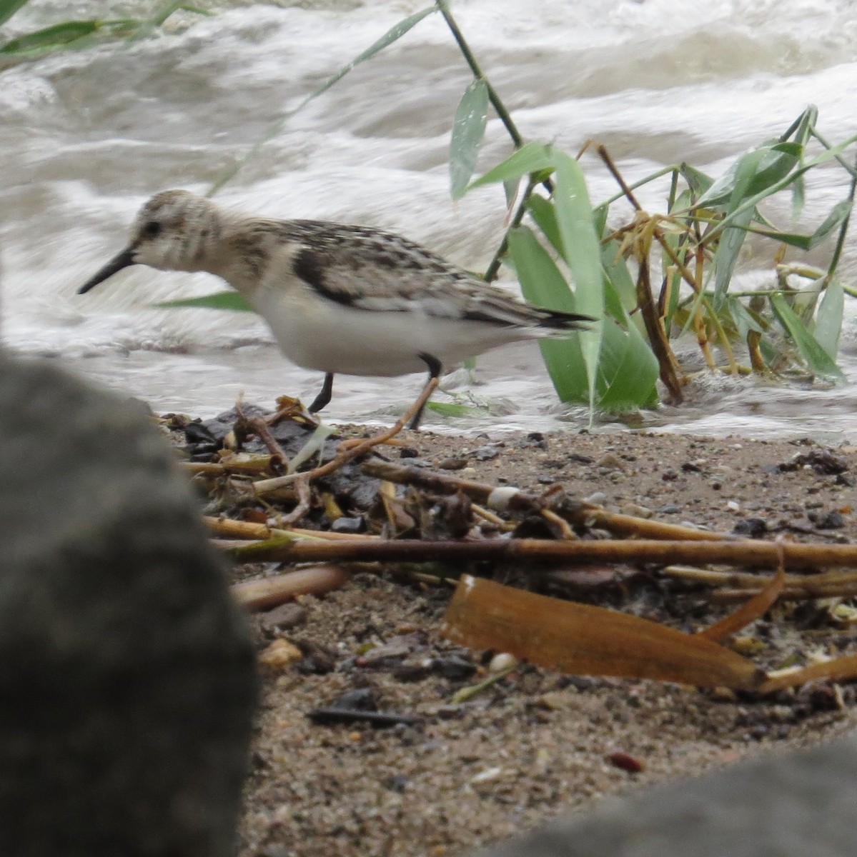 Sanderling - valerie heemstra