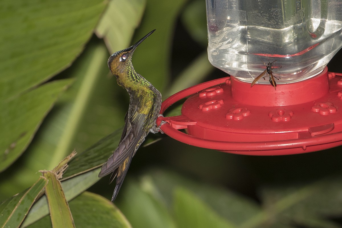 kolibřík fialovočelý - ML68128341