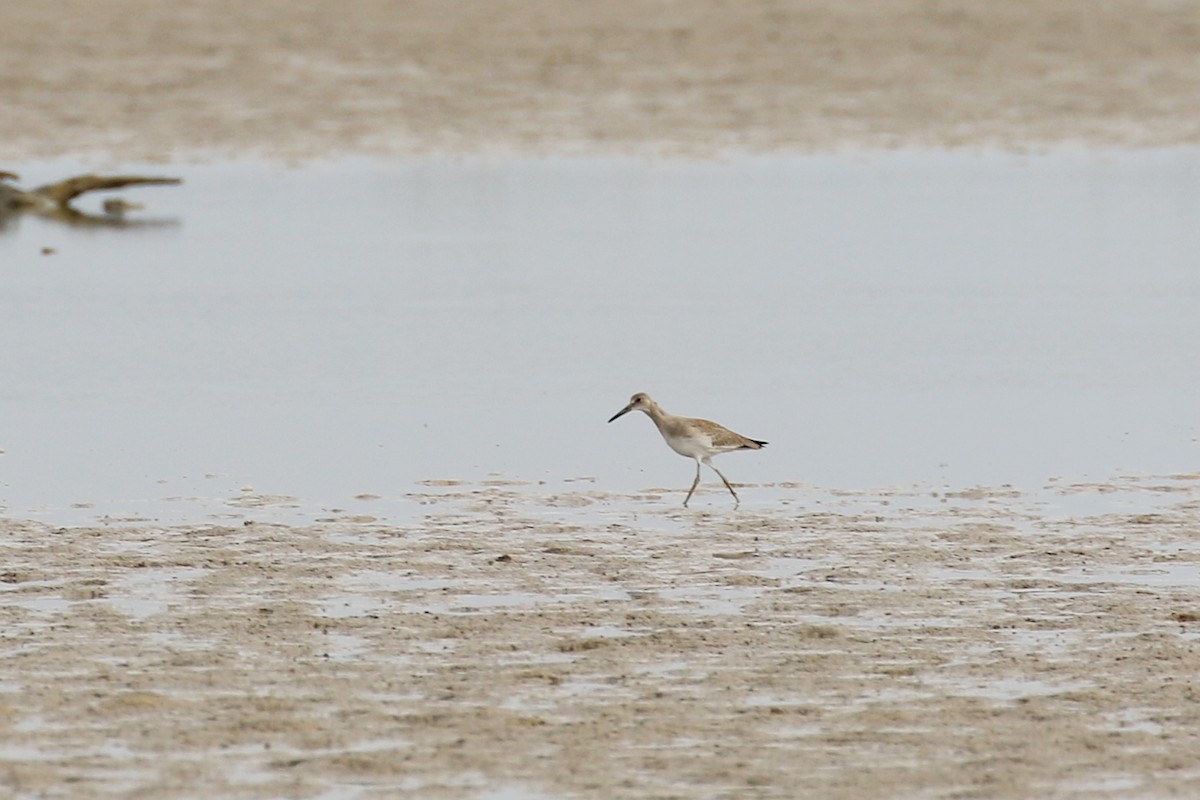 Willet - ML68129081