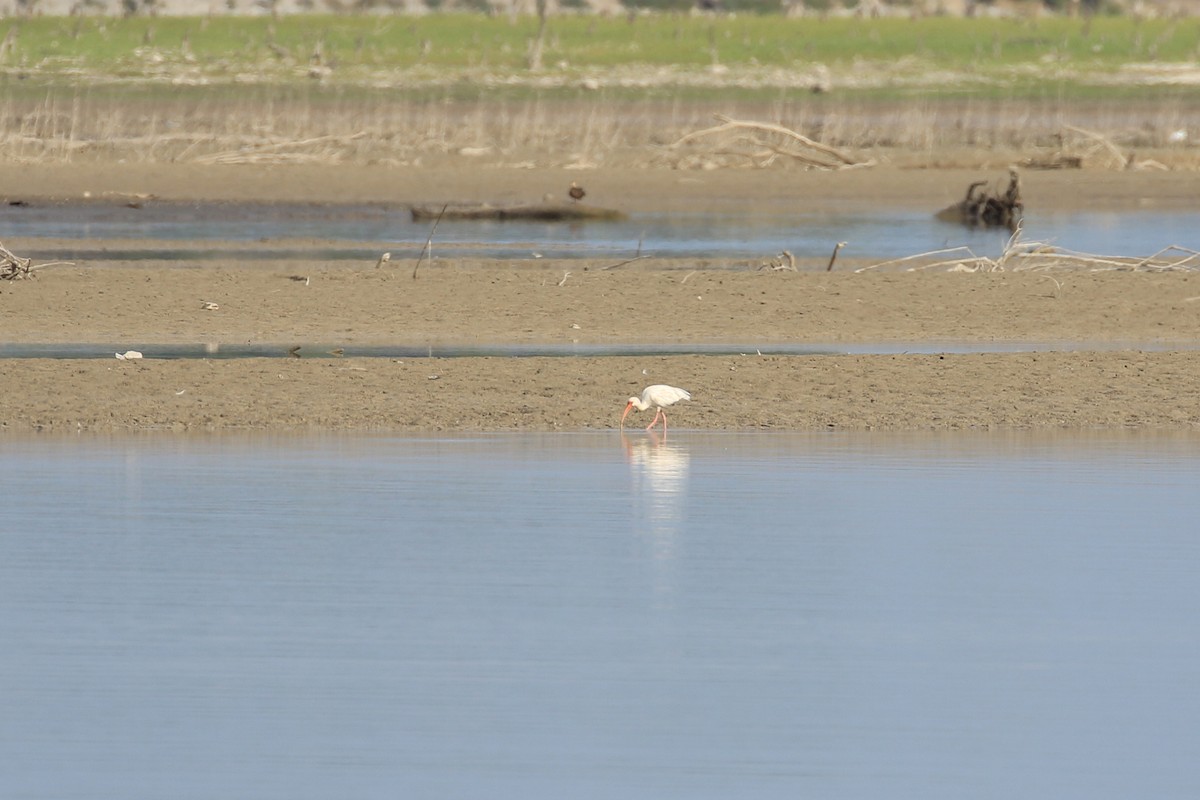 White Ibis - Rene Valdes 🦜