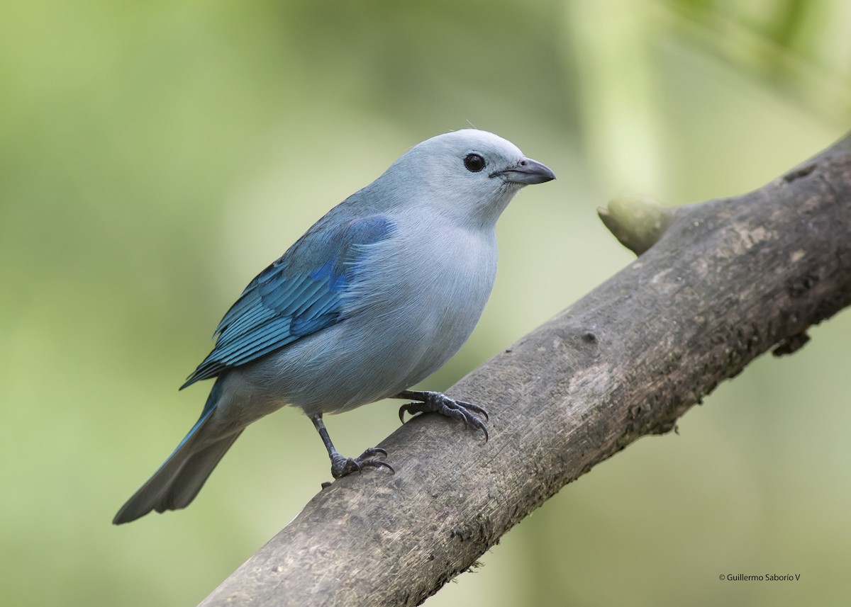 Blue-gray Tanager - Guillermo Saborío Vega