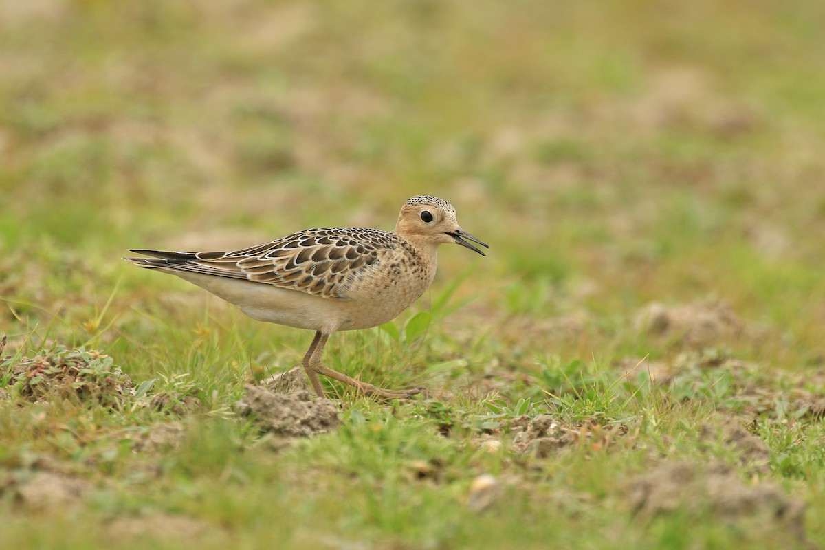 Buff-breasted Sandpiper - ML68129631