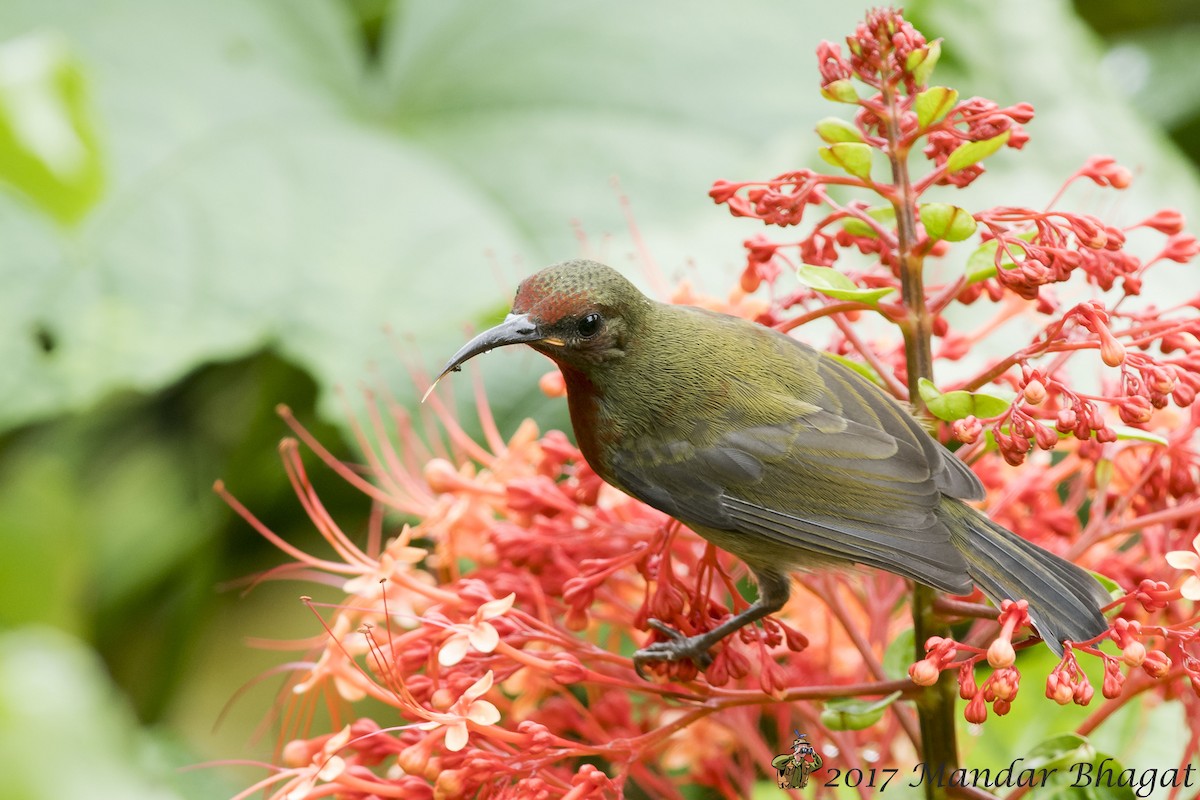 Vigors's Sunbird - Mandar  Bhagat