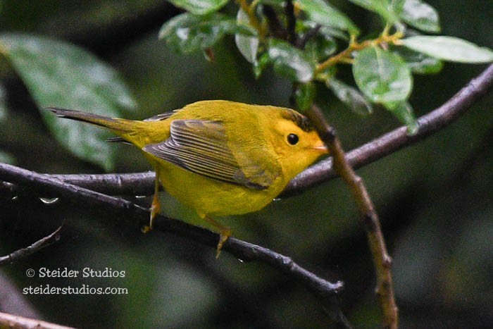 Малая вильсония - ML68131101