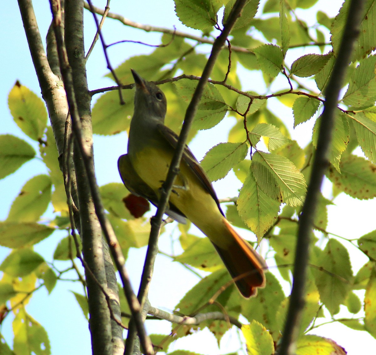 Great Crested Flycatcher - ML68131171