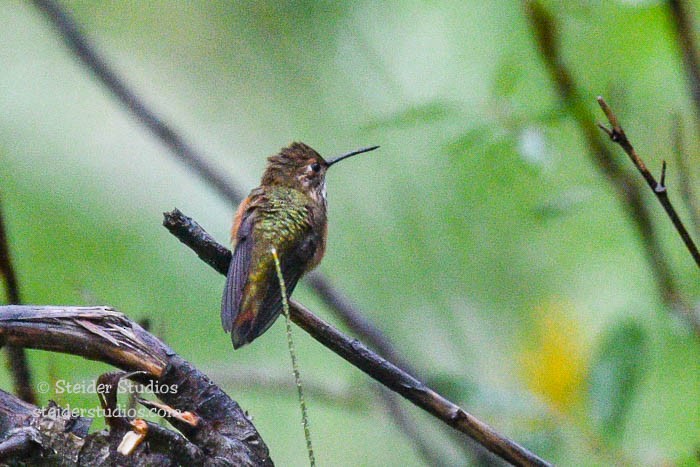 Рыжий колибри - ML68131391