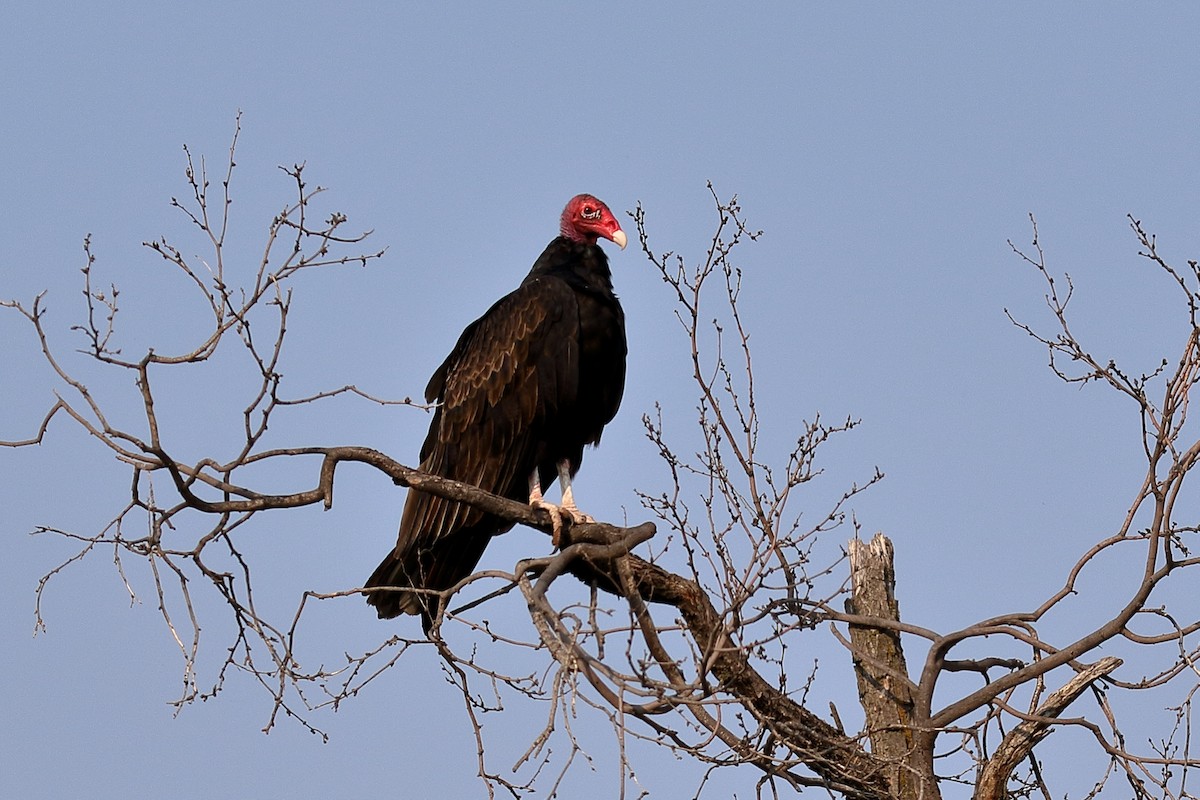 Turkey Vulture - Lawrence Haller