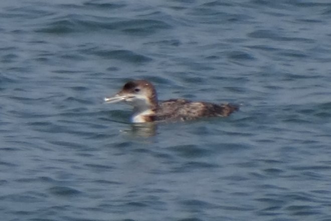 Common Loon - ML68131751