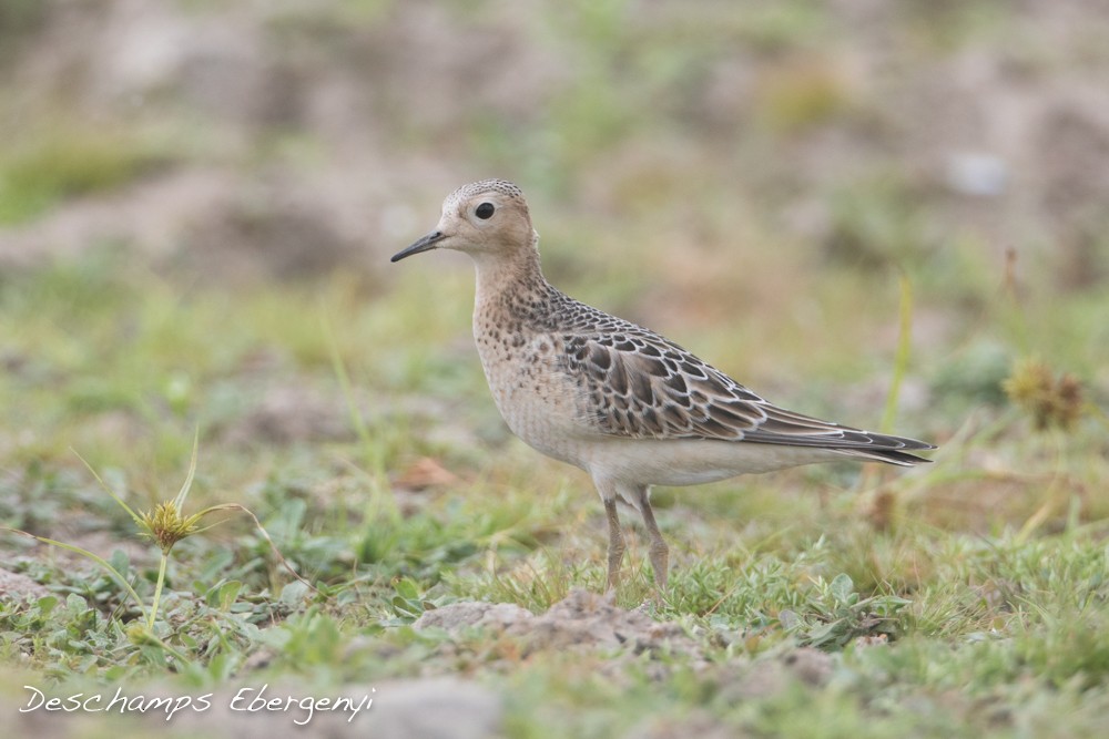 Buff-breasted Sandpiper - ML68131771