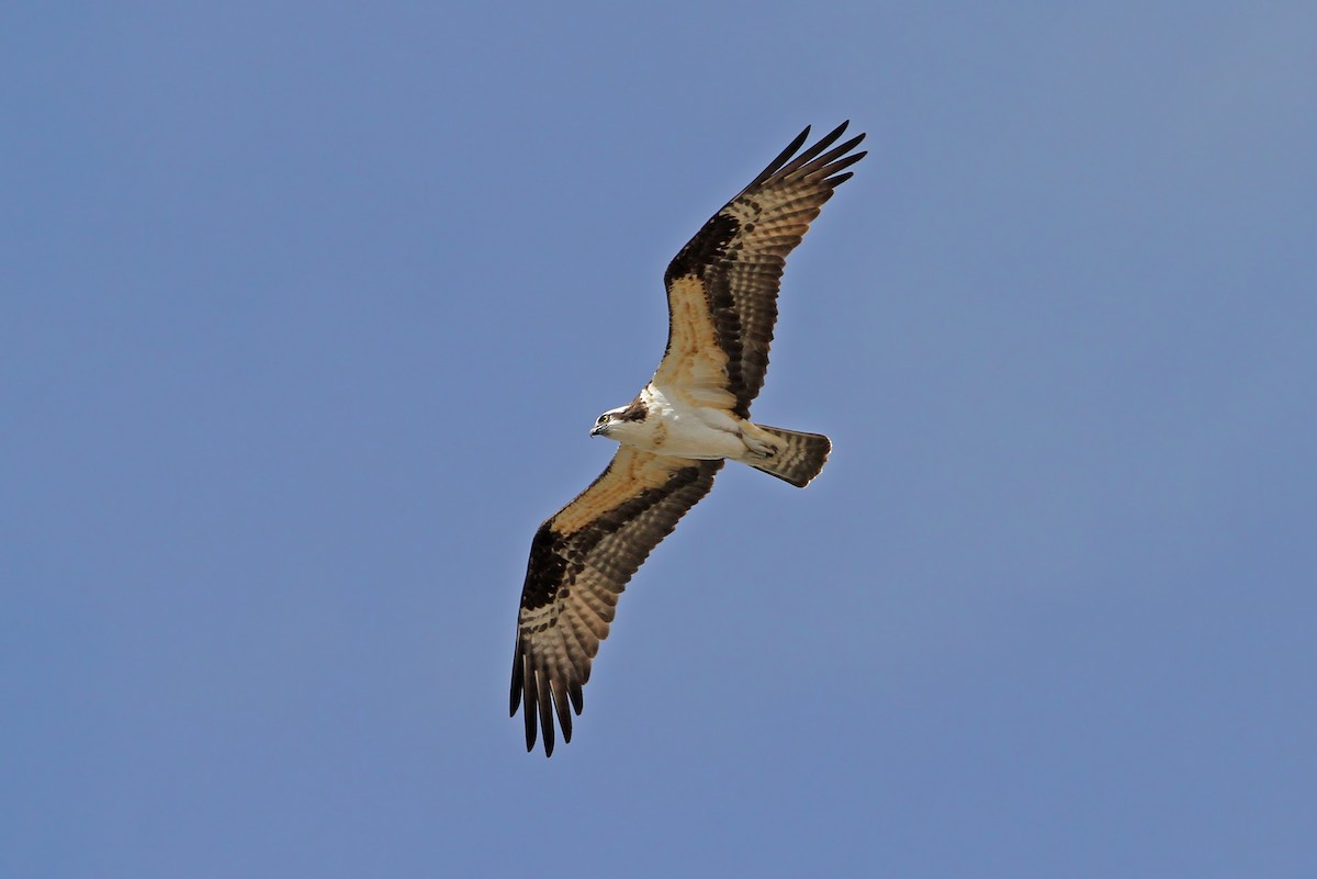 Águila Pescadora (carolinensis) - ML68131841