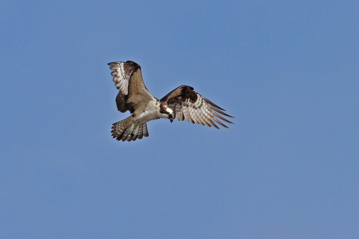 Osprey (carolinensis) - Christoph Moning