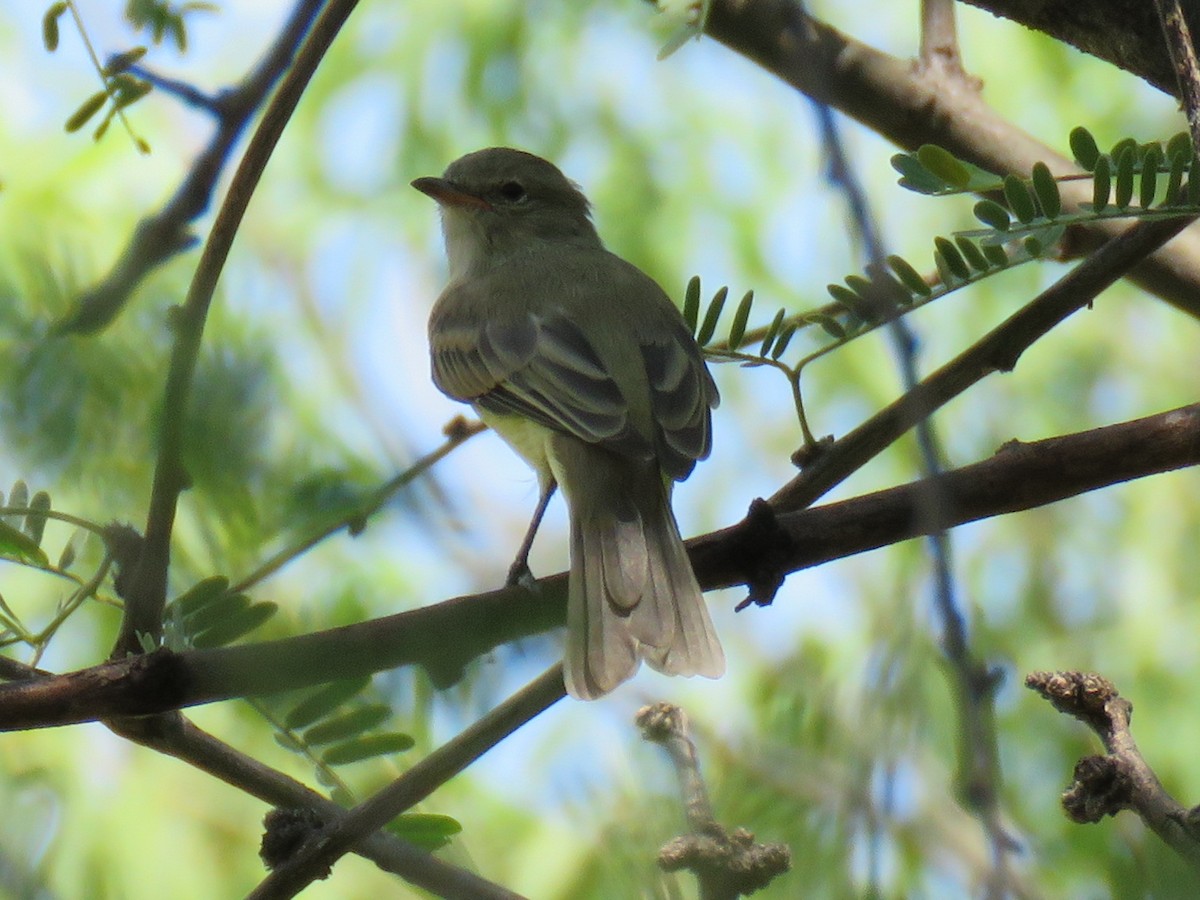 Willow Flycatcher - ML68131941