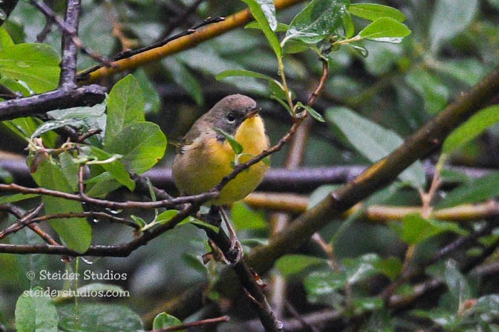 Северная желтогрудка - ML68132431