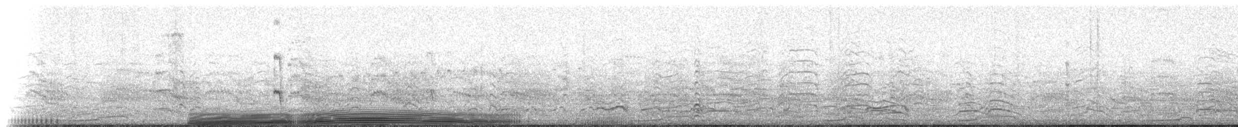 Frailecillo Atlántico - ML68132801