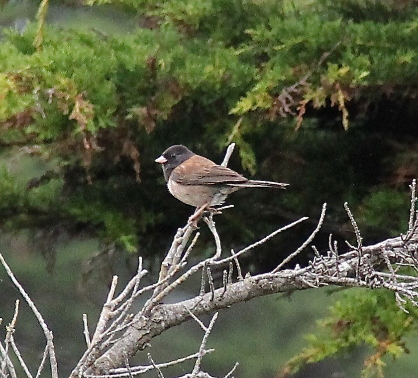 Dark-eyed Junco (Oregon) - ML68134451