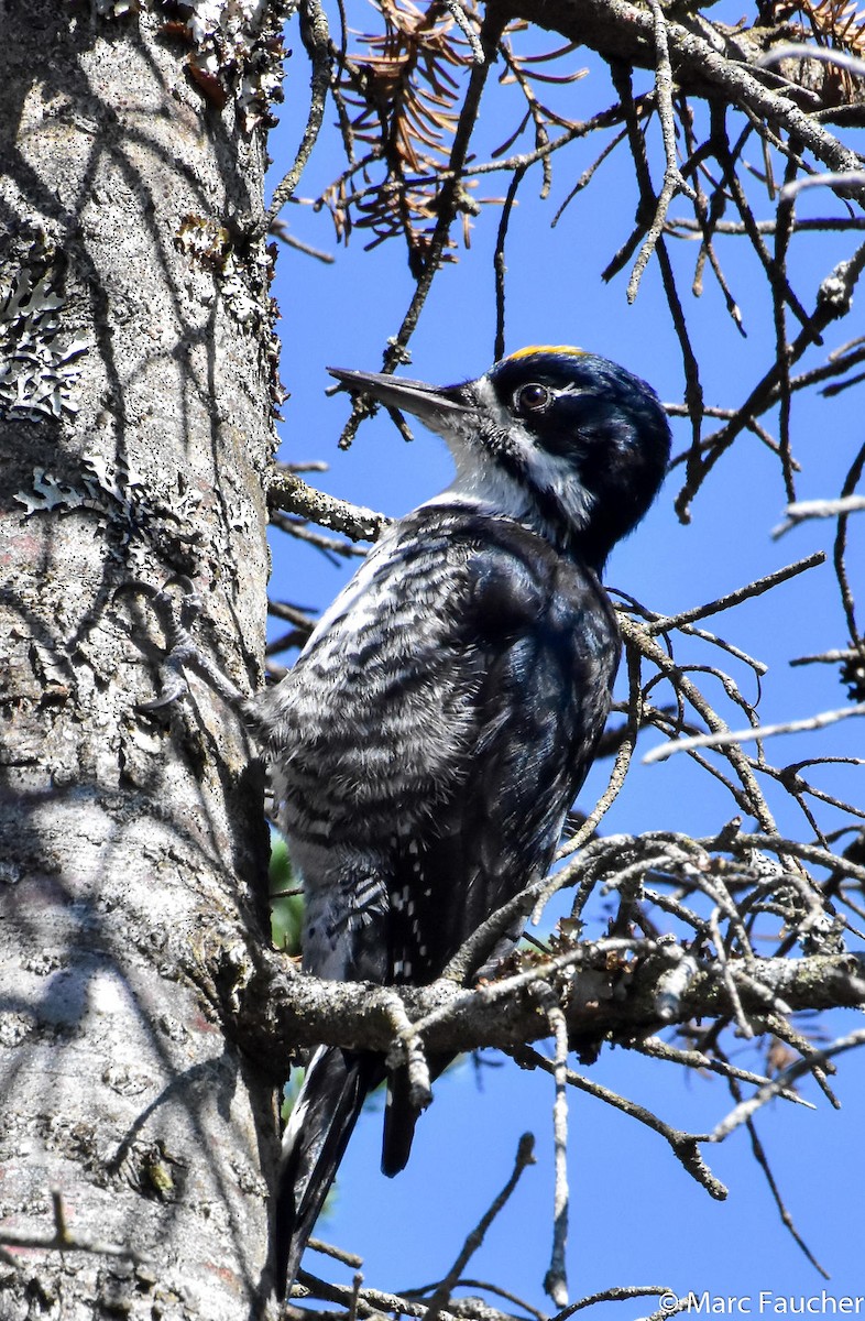 Black-backed Woodpecker - Peggy Faucher