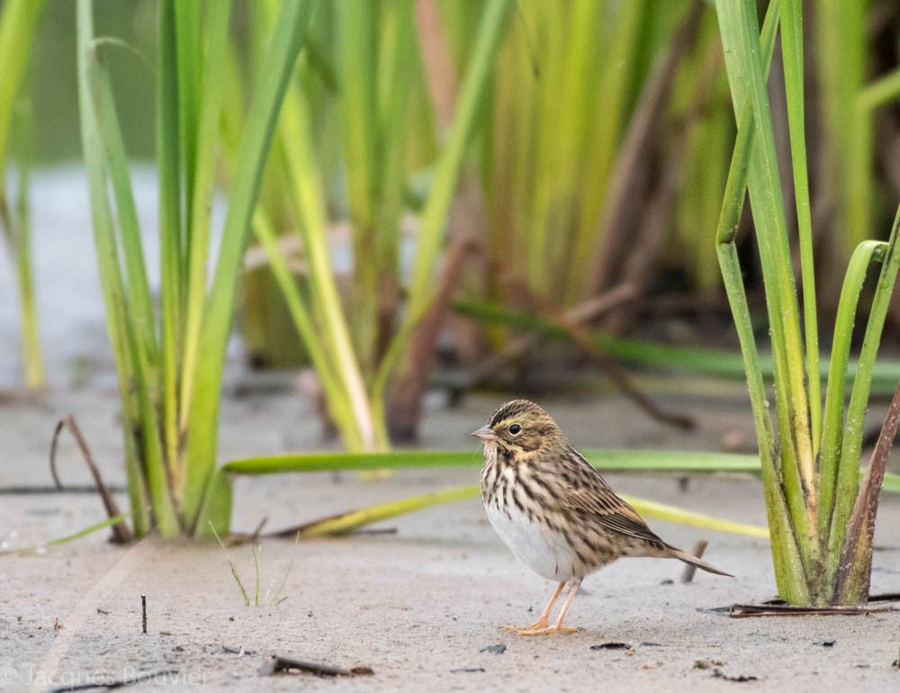 Savannah Sparrow - ML68135261