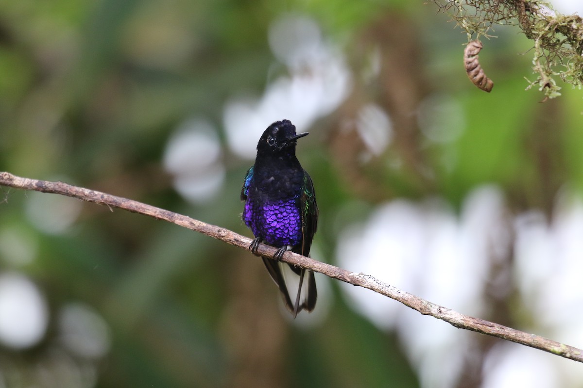 Velvet-purple Coronet - Fabrice Schmitt