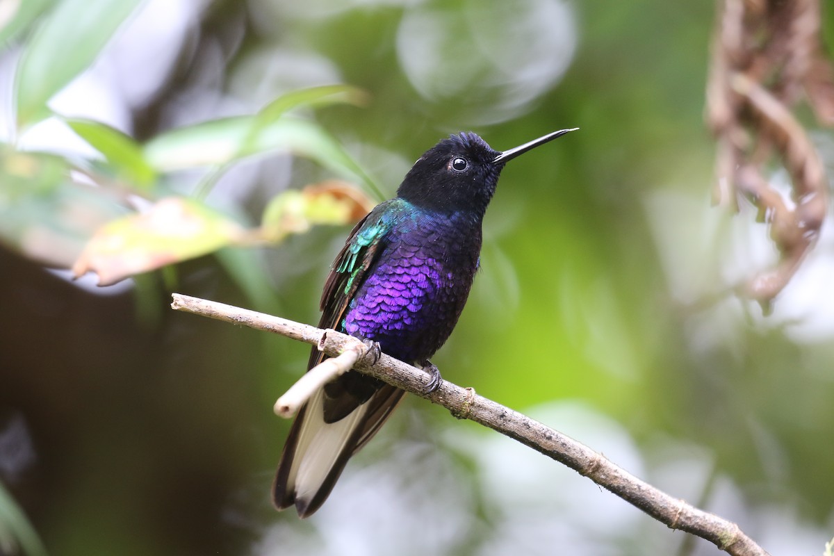 Velvet-purple Coronet - Fabrice Schmitt