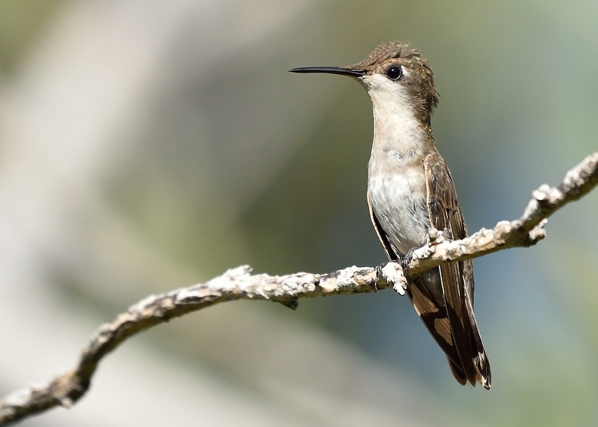 Ruby-topaz Hummingbird - Michiel Oversteegen