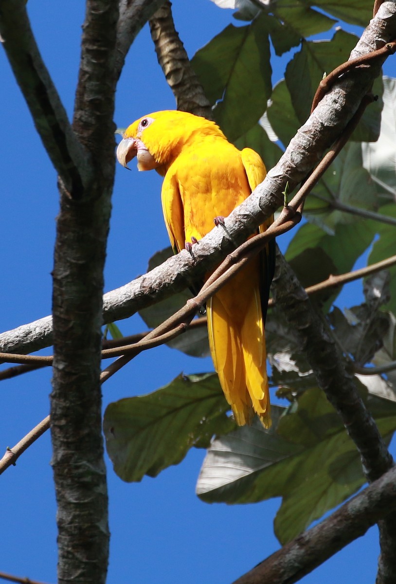 Golden Parakeet - ML68137001