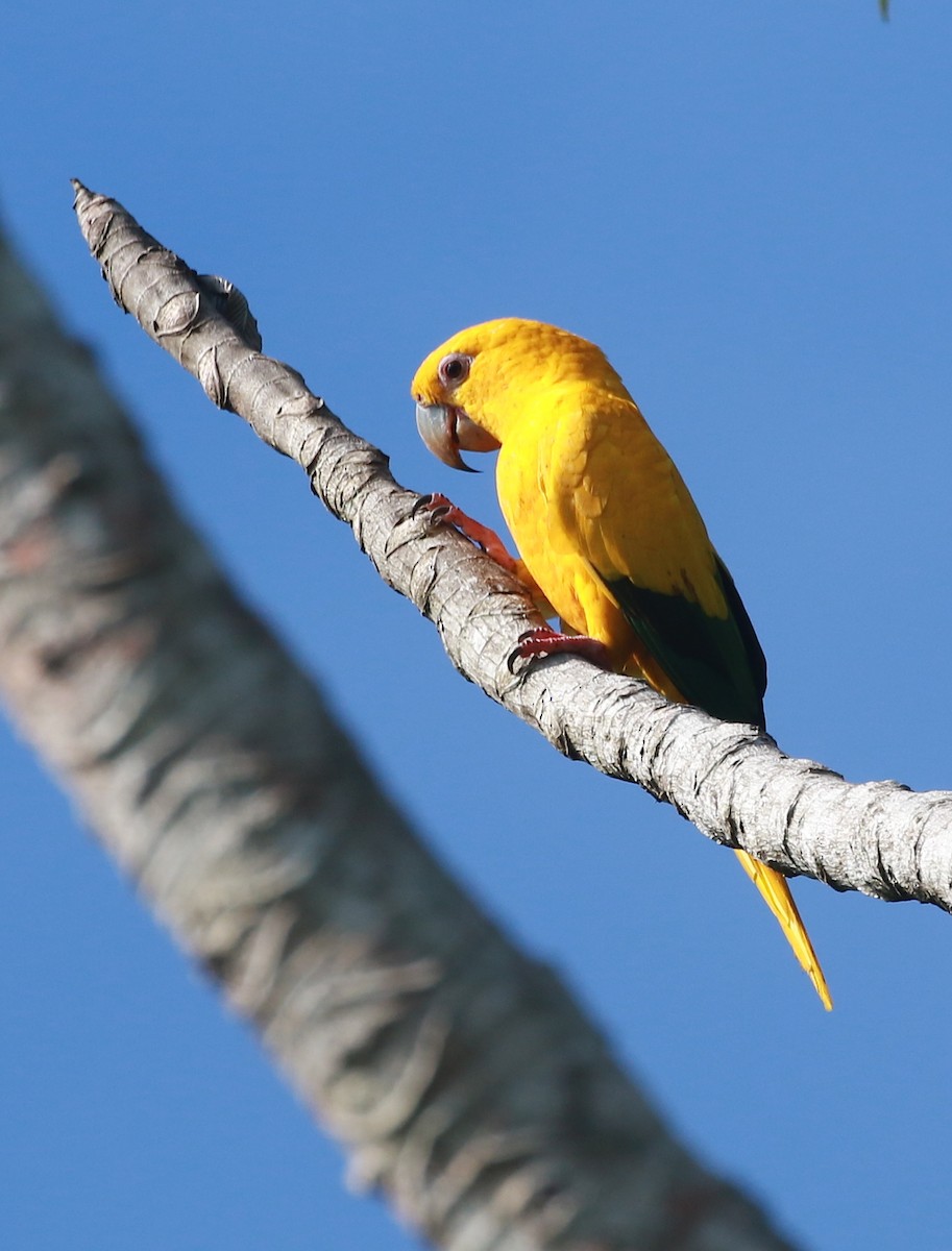 Golden Parakeet - David Stejskal