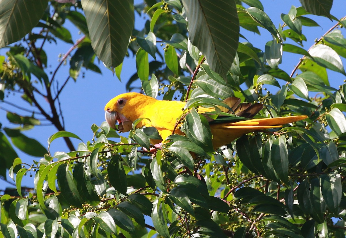 Golden Parakeet - ML68137061