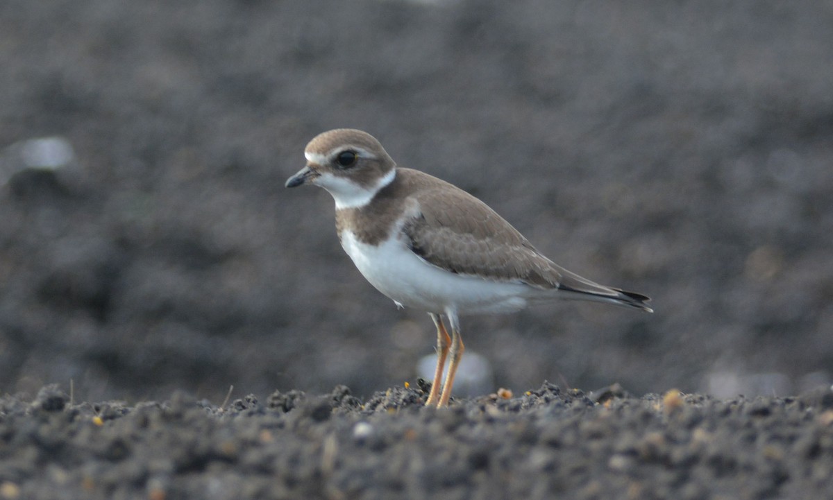 Semipalmated Plover - ML68138131