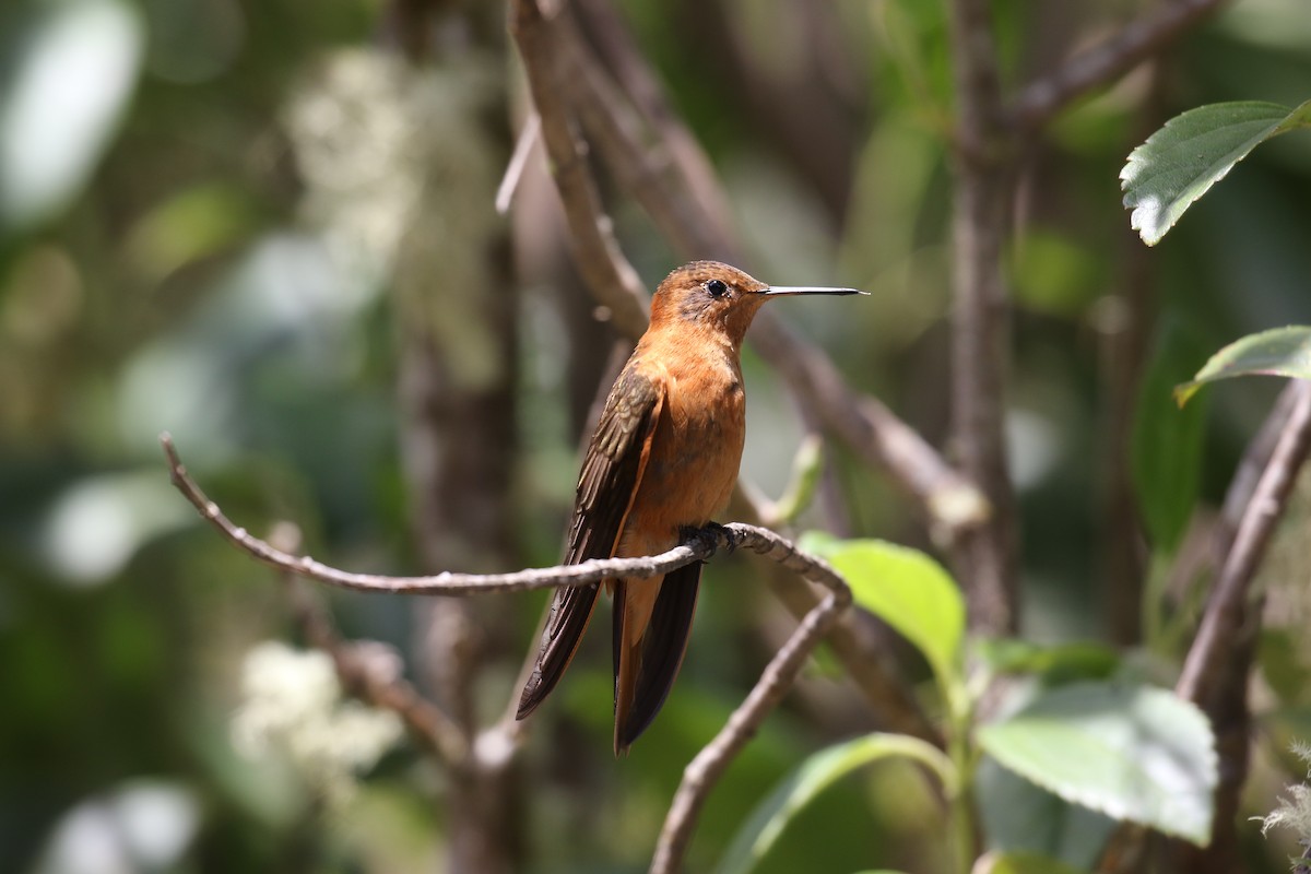 Rostkolibri - ML68138881