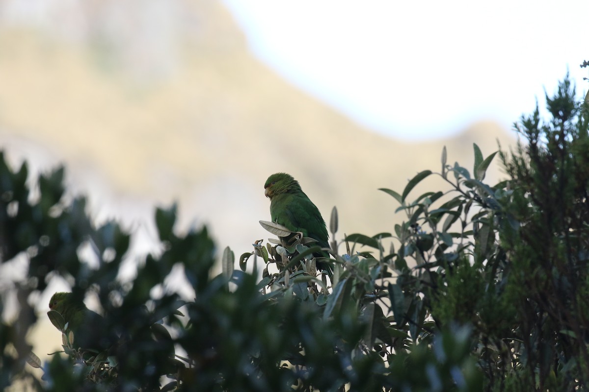 Rufous-fronted Parakeet - ML68139161