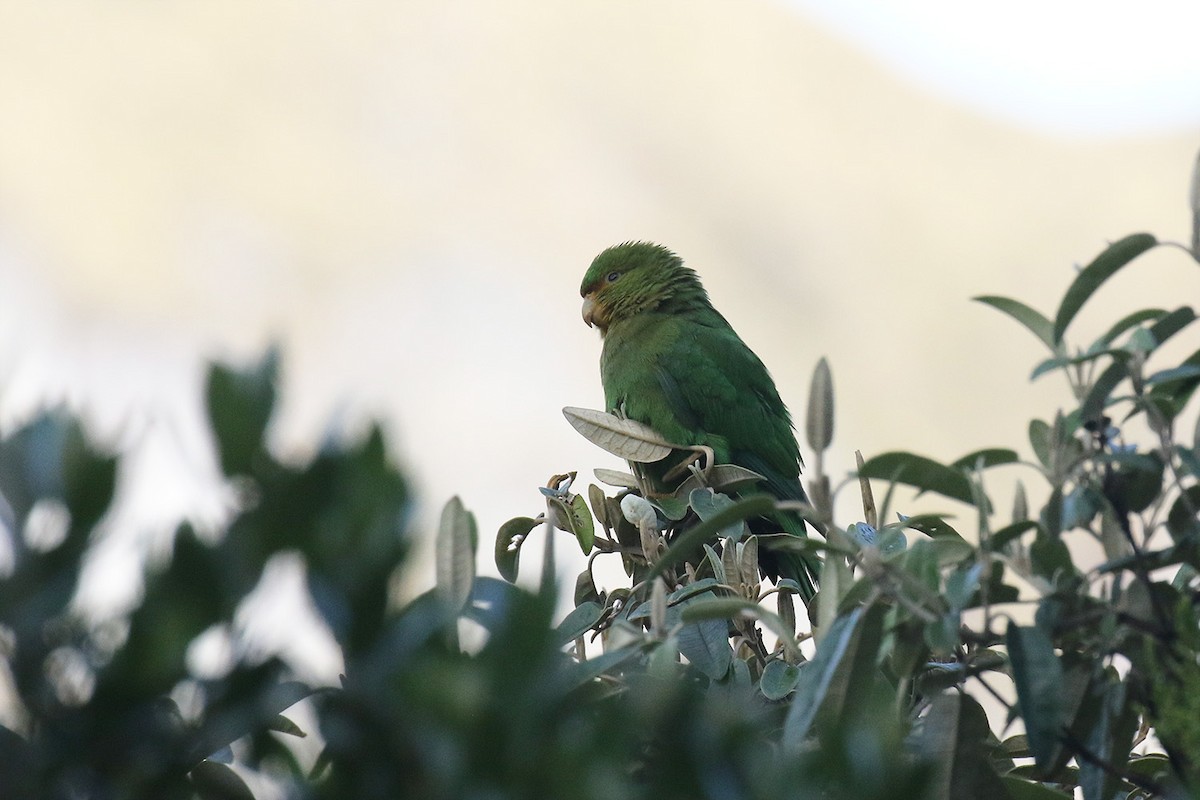 Rufous-fronted Parakeet - ML68139191