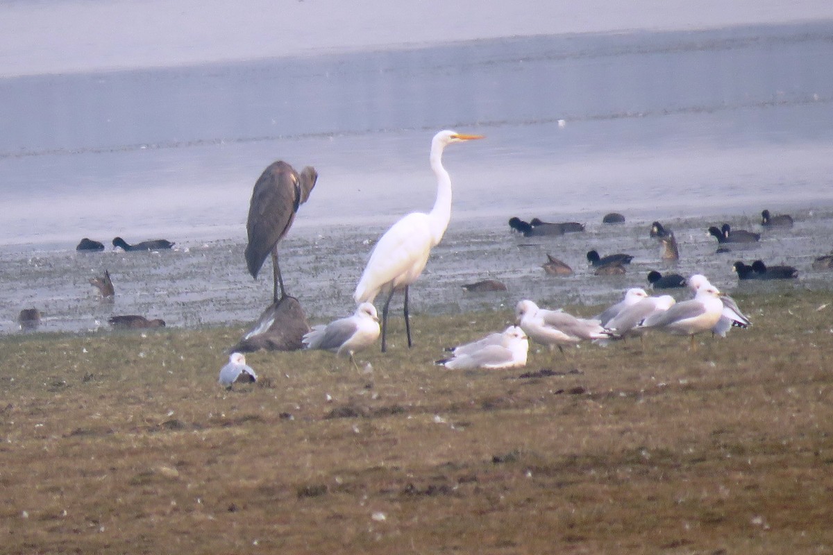 Great Egret - ML68140421