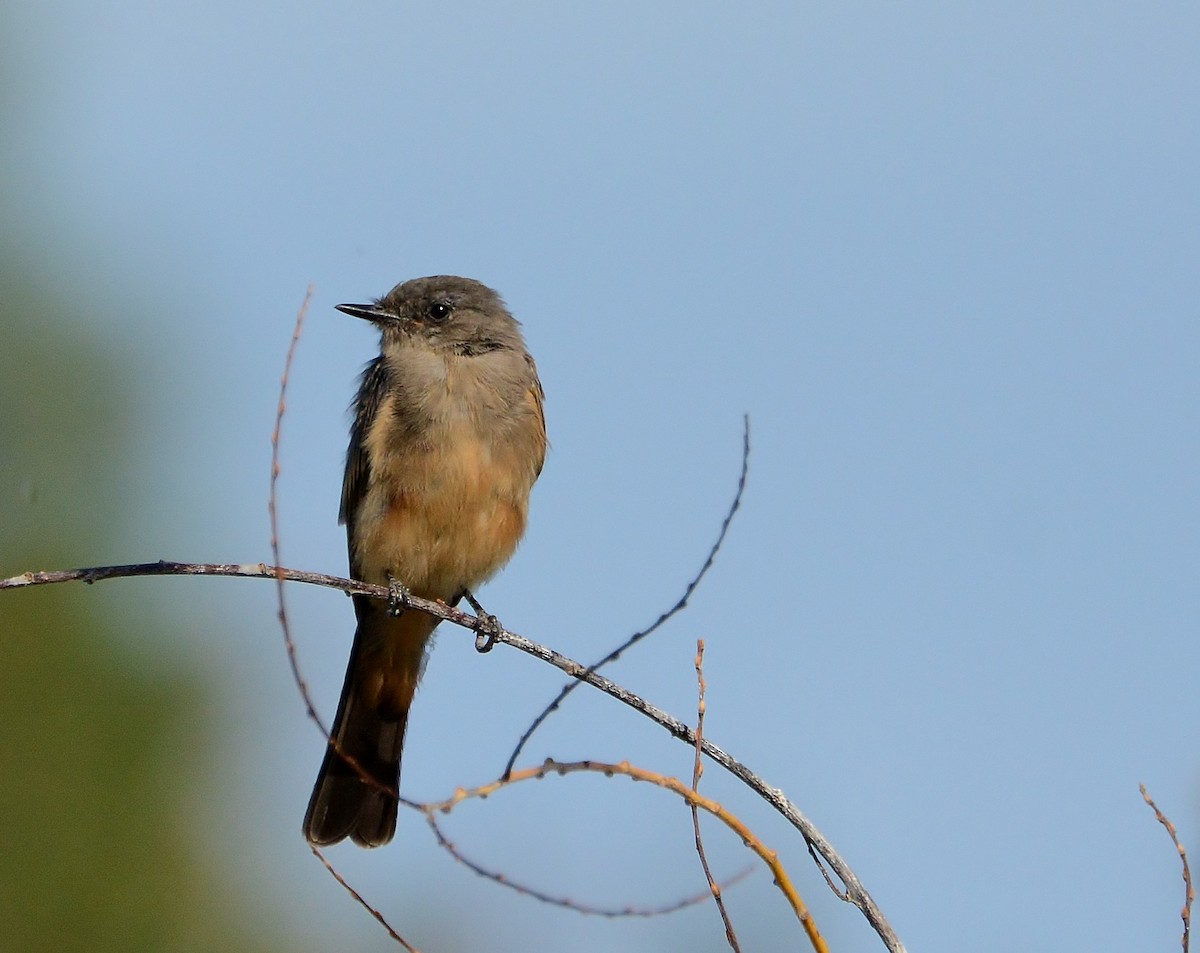 Say's Phoebe - ML68140691