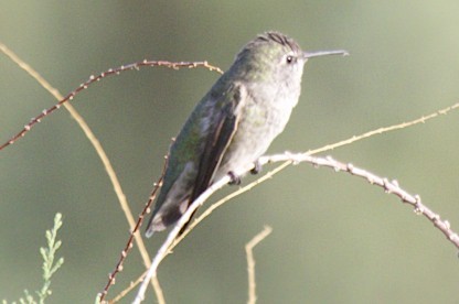 Costa's Hummingbird - ML68140951