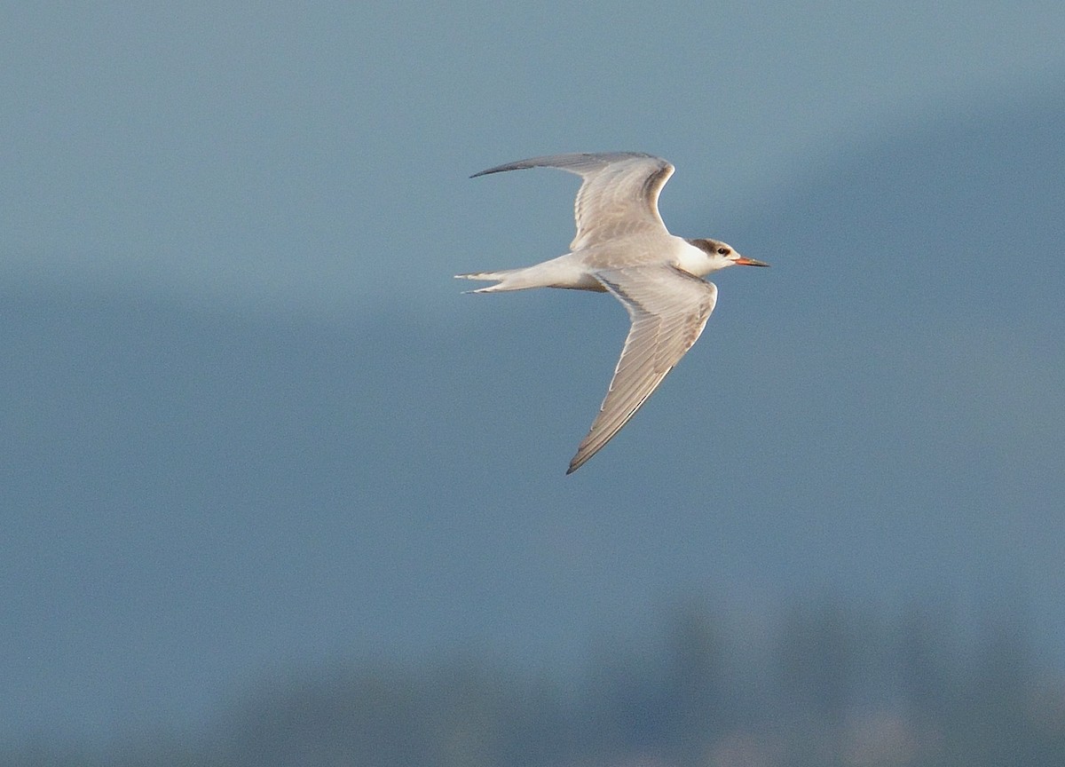 Common Tern - ML68140981