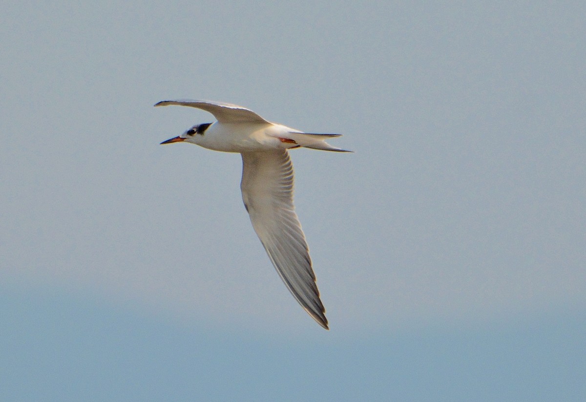 Common Tern - ML68141031