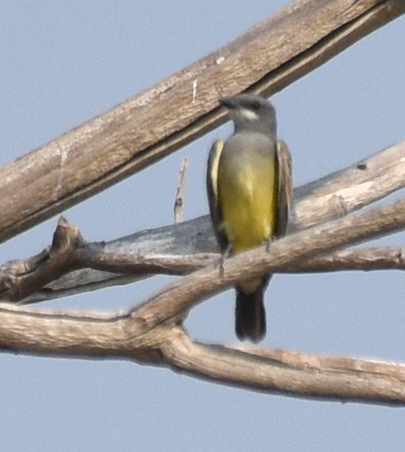 Cassin's Kingbird - ML68142081