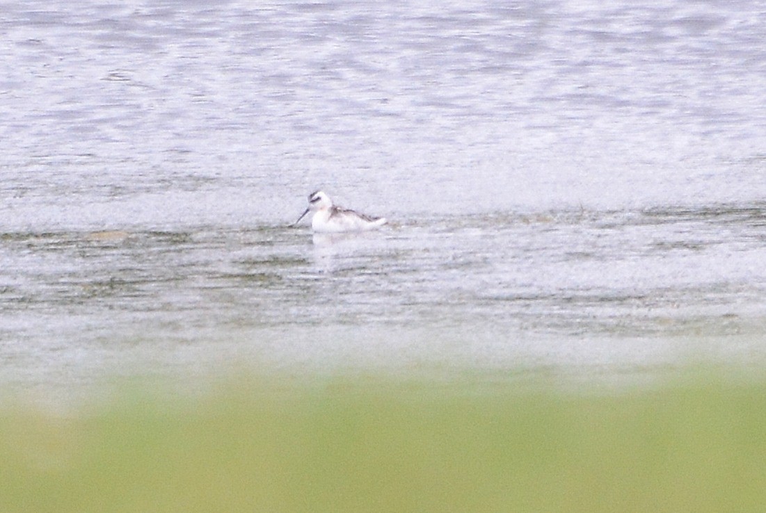 Red-necked Phalarope - ML68142571