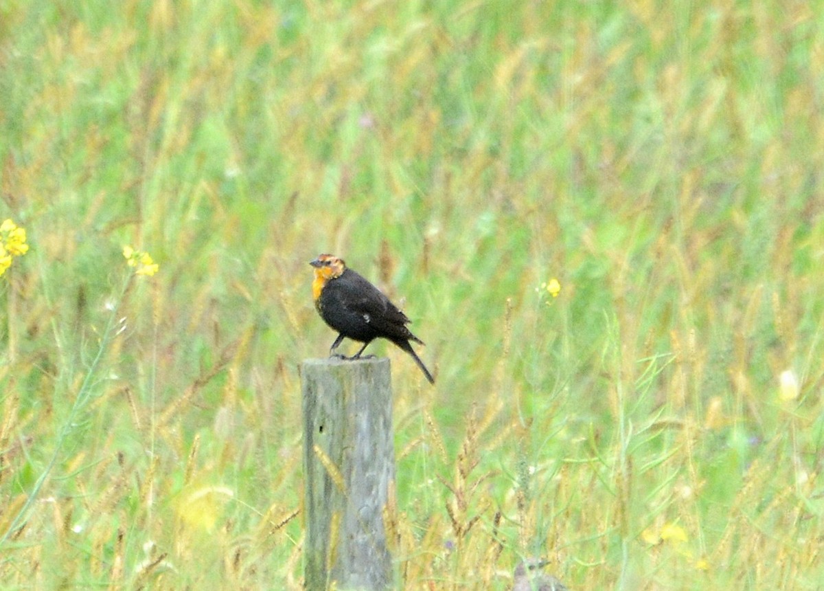 Yellow-headed Blackbird - ML68142851