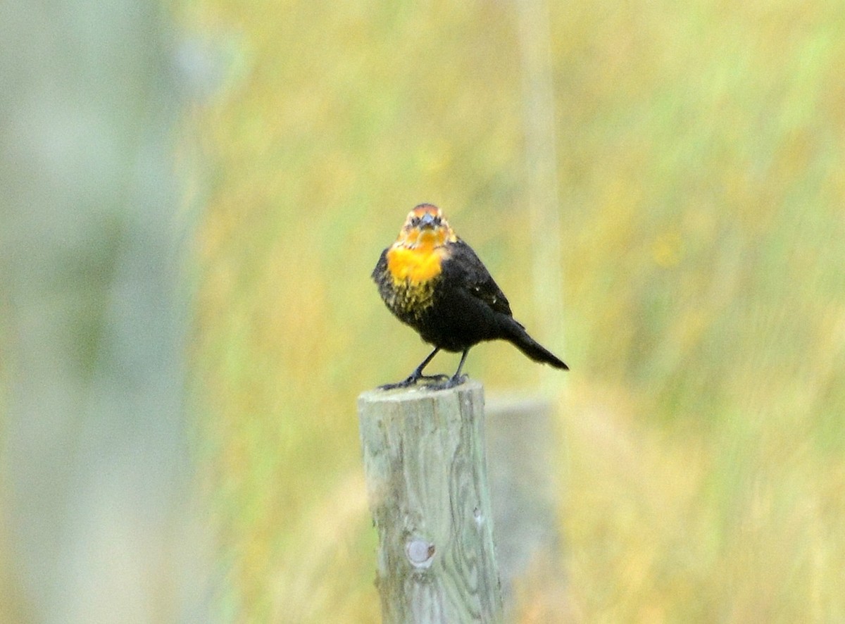 Yellow-headed Blackbird - ML68142881