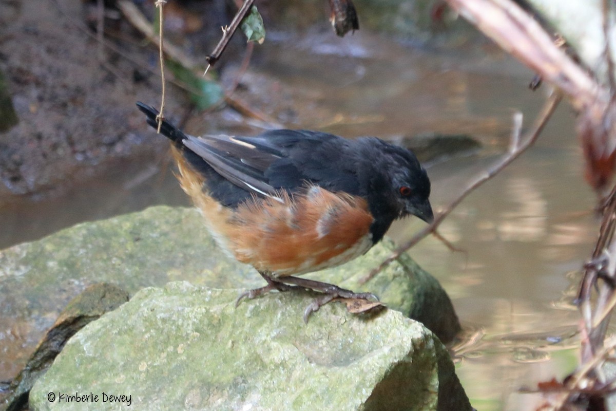 Eastern Towhee - ML68147271