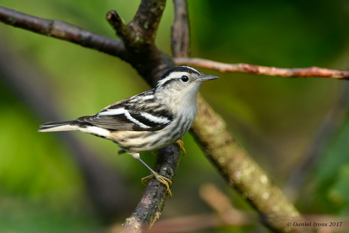 Black-and-white Warbler - ML68147521