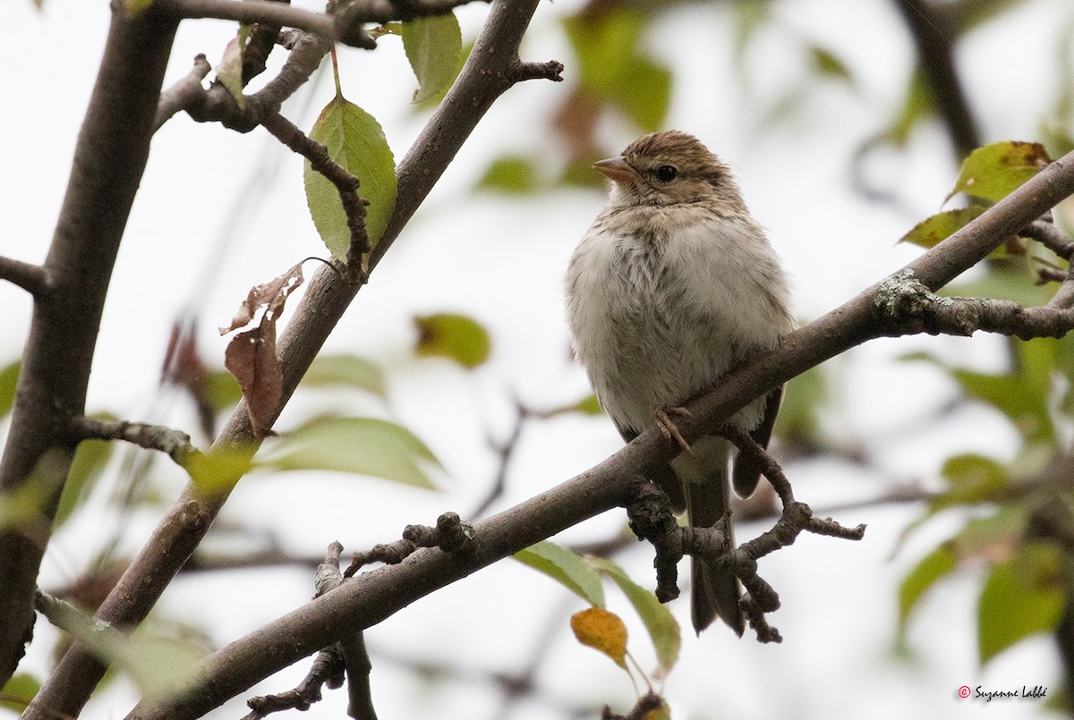 Chipping Sparrow - ML68148911