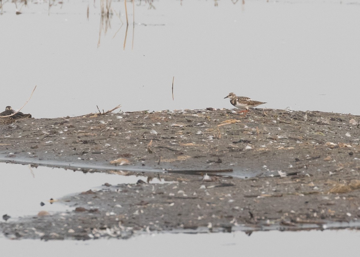 Ruddy Turnstone - ML68150121