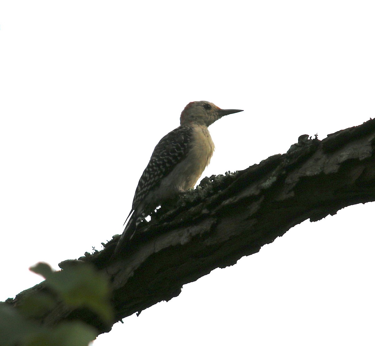 Red-bellied Woodpecker - ML68152341