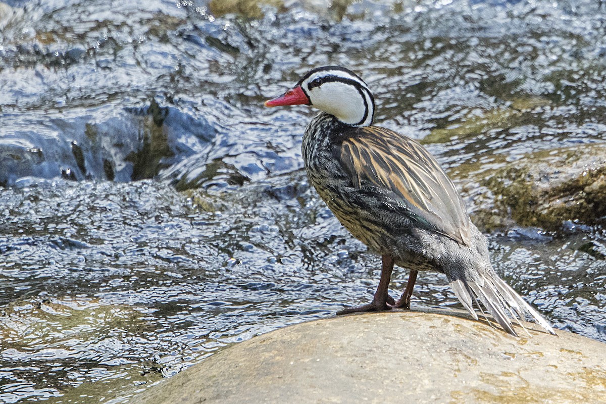 Torrent Duck - ML68153211